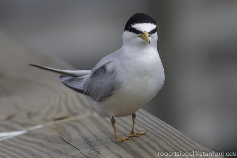 least tern